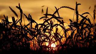 Over 9 million facing food shortages in African Sahel: Sources