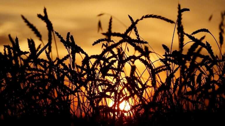 World food prices rise for first time in five months: United Nations Food Agency
