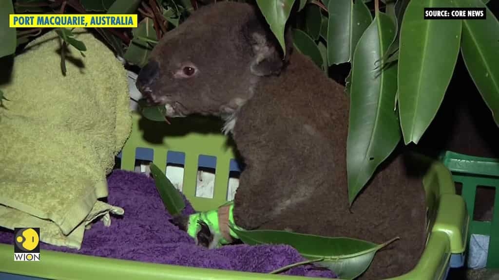 Rescuers tend to burnt koalas in Australia