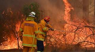 About 3 billion animals harmed in Australian bushfires, says WWF