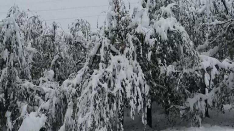 Jammu & Kashmir: Apple harvest suffers due to snowfall in Shopian, Pulwama