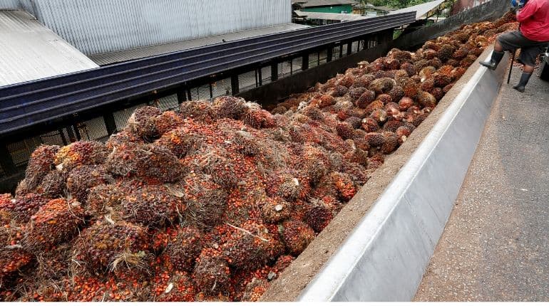 As palm row simmers, India says no meeting with Malaysia in Davos As palm row simmers, India says no meeting with Malaysia in Davos