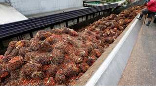 Malaysian palm oil to meet new European Union food safety levels by 2021: Minister