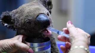 Australia's bushfires killed or harmed more than 60,000 Koalas: Report
