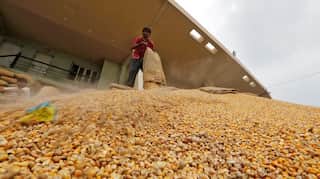 NAFED tenders to purchase 100,000 tonnes corn