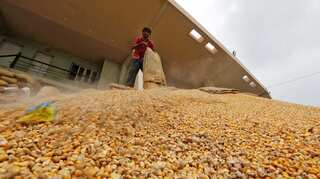 NAFED tenders to purchase 100,000 tonnes corn