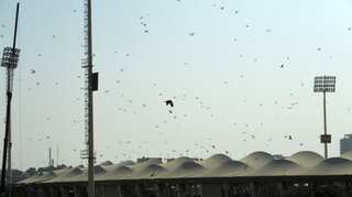 Amid COVID-19 outbreak, Pakistan government prepares to tackle locust crisis