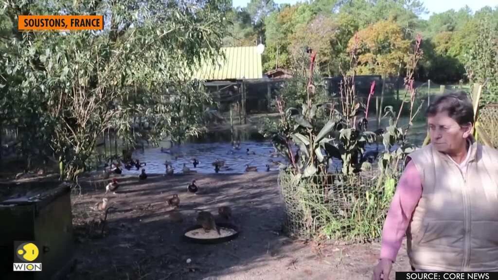 'The ducks have won': French court says they may keep on quacking