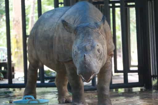 Malaysia's last Sumatran rhinoceros dies Malaysia's last Sumatran rhinoceros dies