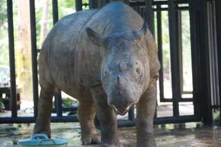 Malaysia's last Sumatran rhinoceros dies