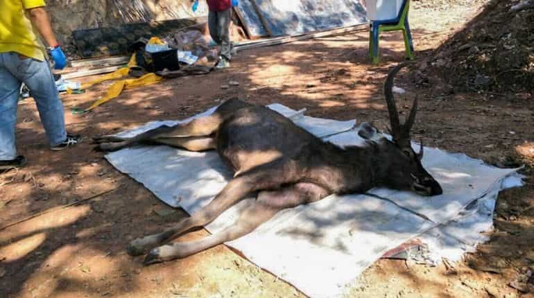 Dead deer found in Thailand with 7kg of plastic in stomach Dead deer found in Thailand with 7kg of plastic in stomach