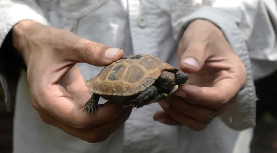 Slow and steady hope for near-extinct Bangladesh tortoises Slow and steady hope for near-extinct Bangladesh tortoises