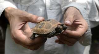 Slow and steady hope for near-extinct Bangladesh tortoises