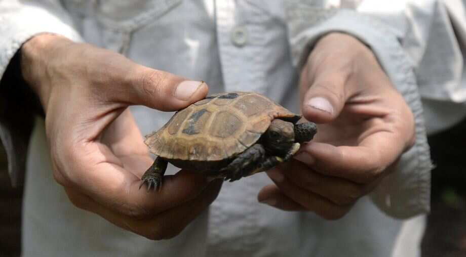 Slow and steady hope for near-extinct Bangladesh tortoises