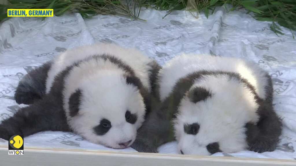 Berlin panda cubs make long awaited first public appearance