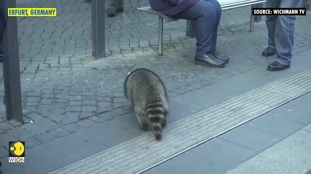 Was dazed and confused German racoon drunk before being shot dead?