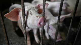 Drones, sniffer dogs, electrified fences: How Germany is preparing to avoid swine fever