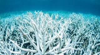Since 1950s, coral cover reduced by half in world, finds report  