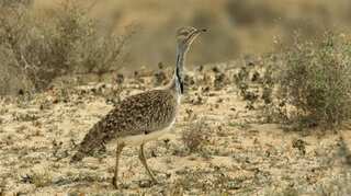 Pakistan grants special rights to Qatari Emir, 9 others to hunt endangered birds