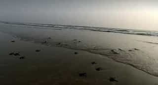 Pakistan: Hundreds of baby turtles released into Arabian Sea
