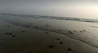 Pakistan: Hundreds of baby turtles released into Arabian Sea