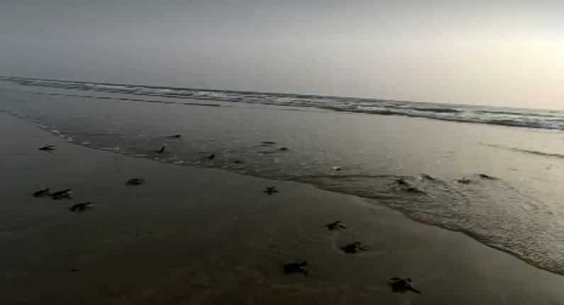 Pakistan: Hundreds of baby turtles released into Arabian Sea
