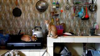 Cats burnt 100 houses in this country in 3 years, government issues warning