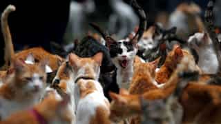 Cats can catch coronavirus, study finds, prompting WHO investigation