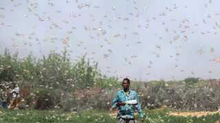 Locust invasion in Somalia threatens livelihoods of farmers