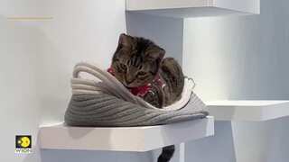 Watch: Cat cafe brings Christmas cheer in Washington