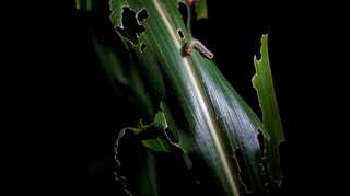 China's northeast cornbelt likely to be hit by fall armyworm in 2020: Reports