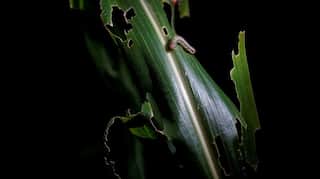 China's northeast cornbelt likely to be hit by fall armyworm in 2020: Reports