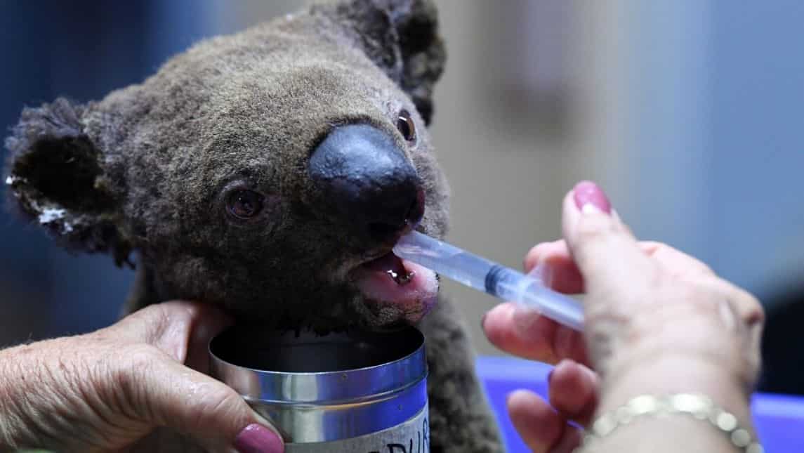 4,500 - 8,400 Koalas lost