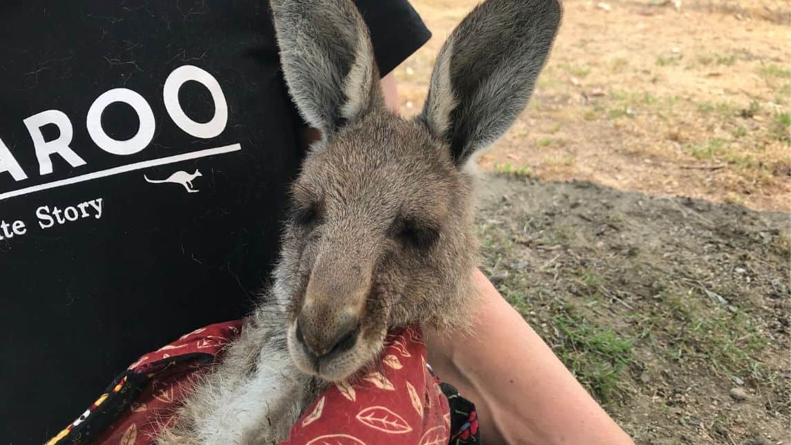 Not receiving many animal patients