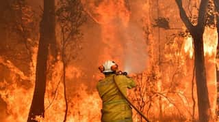 As the wild forests burn across the world, firefighters fight occupational hazards on a daily basis