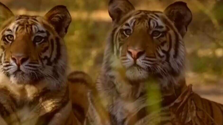 Shocking figures in wildlife protection society study, 110 tigers 491 leopards died in 2019