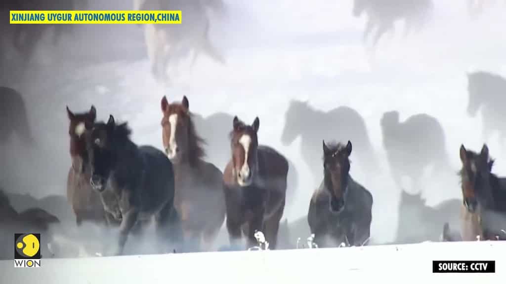 Ten thousand horses galloping in snow-covered grassland