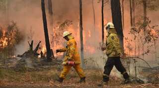 Australia Bushfires: Destroyed wildlife could take decades to recover