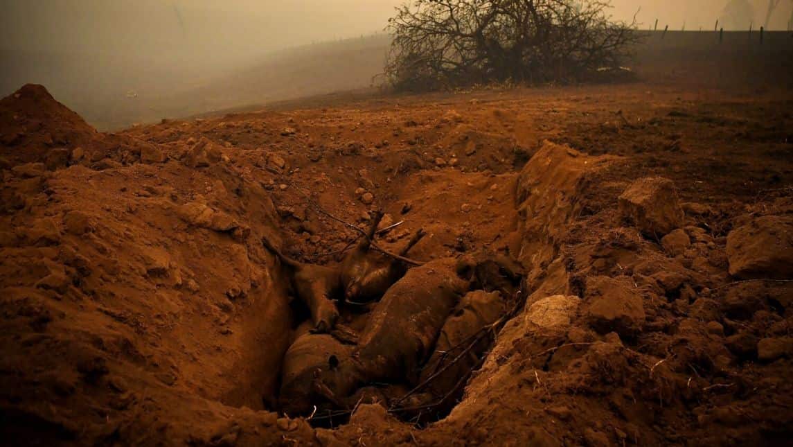 'Buried 4000 dead sheep and cattles'