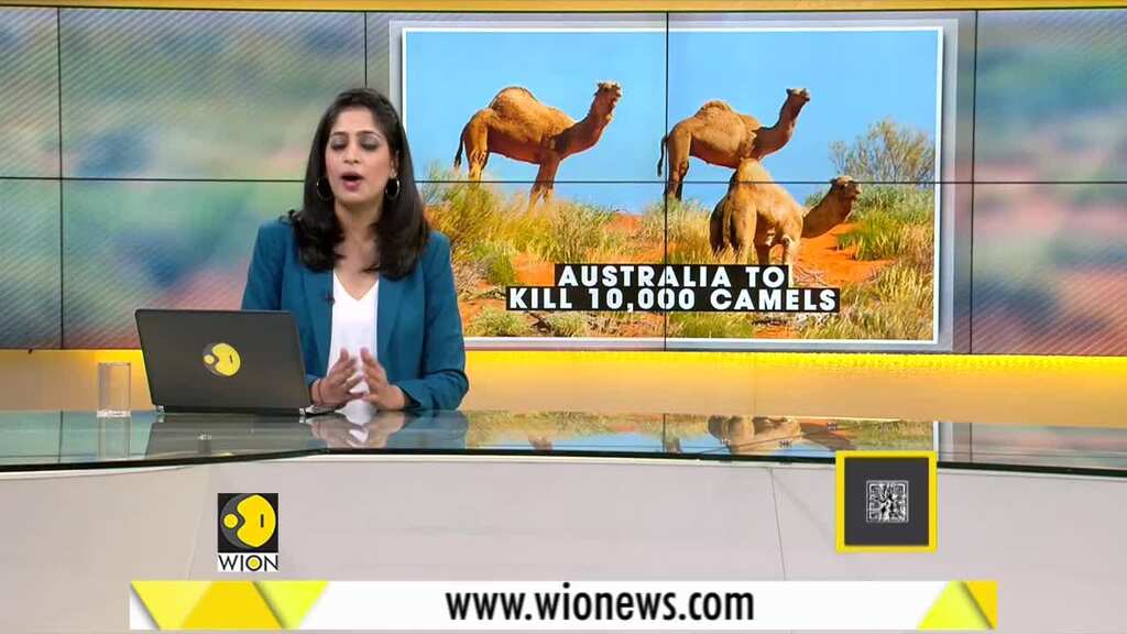 Gravitas: 10,000 feral Camels culled for consuming water in Australia