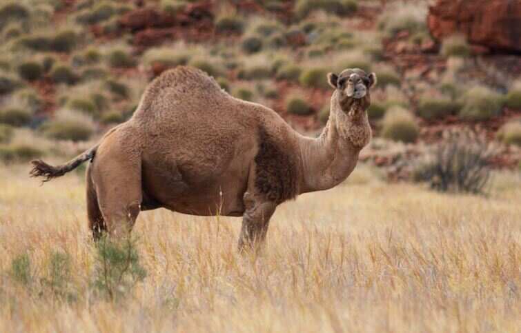 Australia to kill up to 10,000 camels amid Bushfires