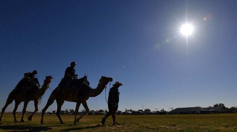 Australia: Over 10,000 camels to be culled in a bid to save water Australia: Over 10,000 camels to be culled in a bid to save water