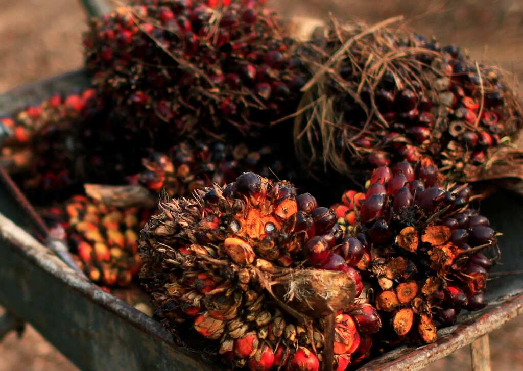 WION Dispatch: India restricts imports of refined palm oil after Malaysia's criticism over CAA