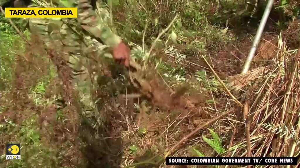 Colombia eradicates record amount of coca fields last year