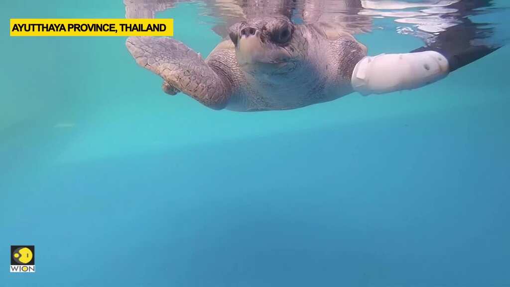Thailand helps sea turtle swim again with prosthetic flipper