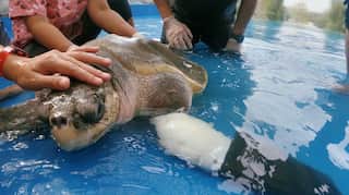 Prosthetic flipper helps Thai turtle swim again