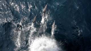 'Miracle' rescue of Irish man, found surrounded by dolphins after 12 hours in icy waters