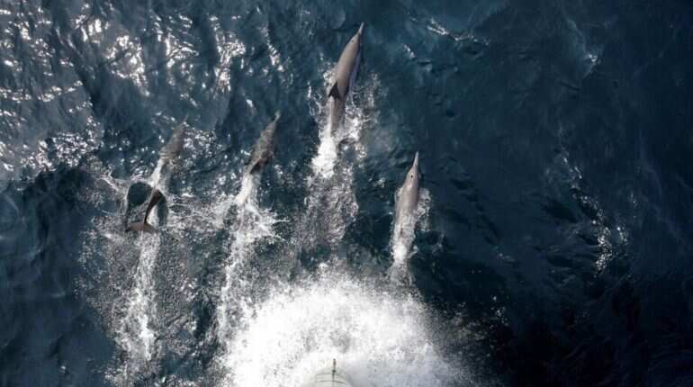 Eighty-six dolphins found dead on remote Namibian beach, probe launched