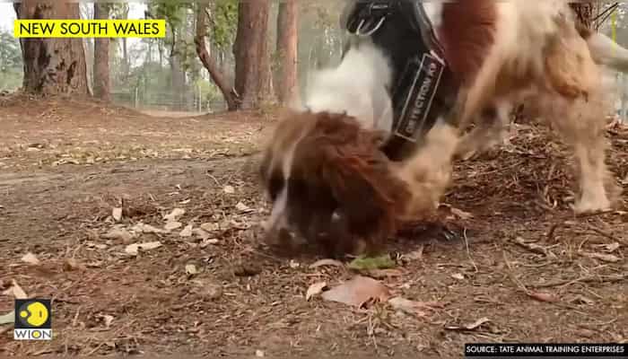 Meet koala-sniffing dog ‘Taylor’: the animal lifesaver in Australia bushfires