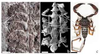 Scorpions believed to be the first animal to set foot on land